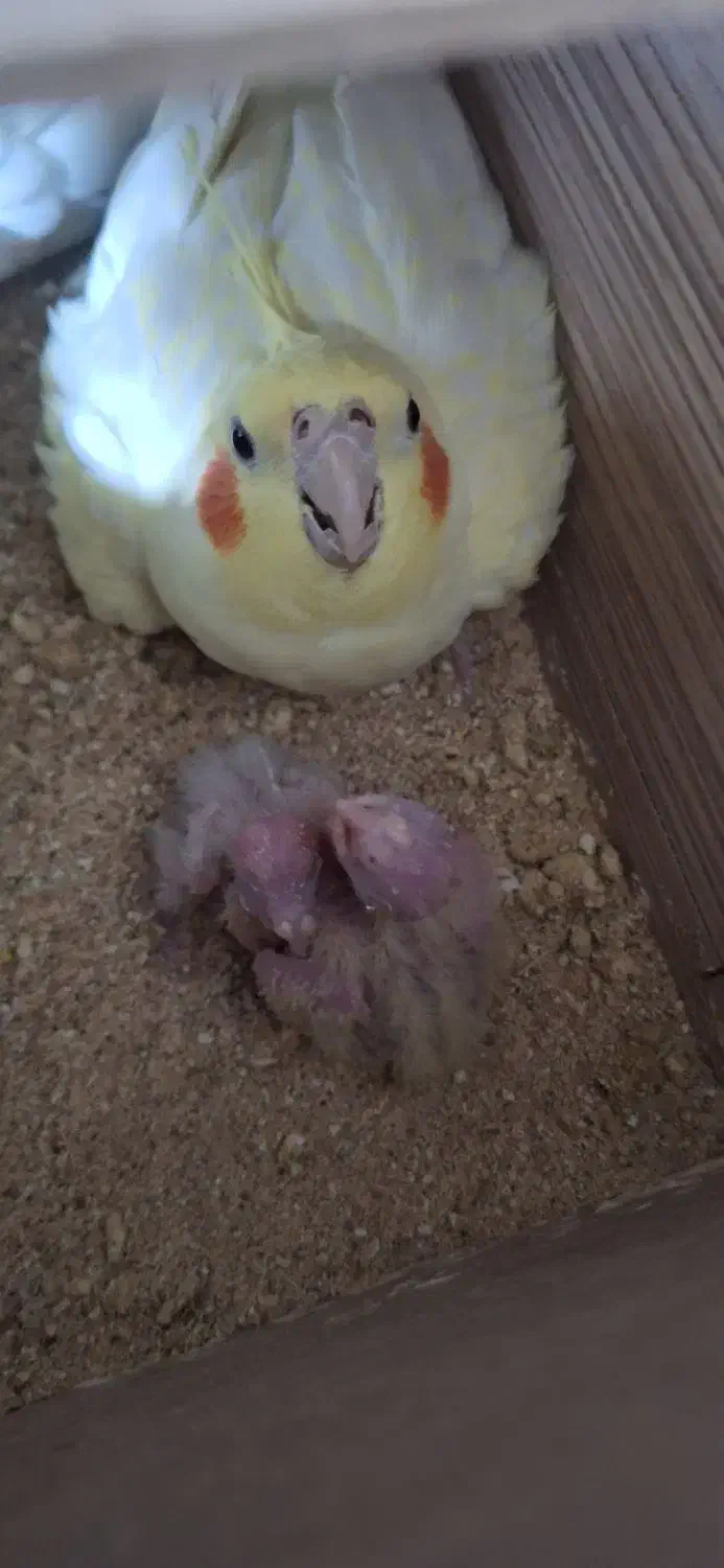 عروس هلندی با جوجه|پرنده|مرند, |دیوار