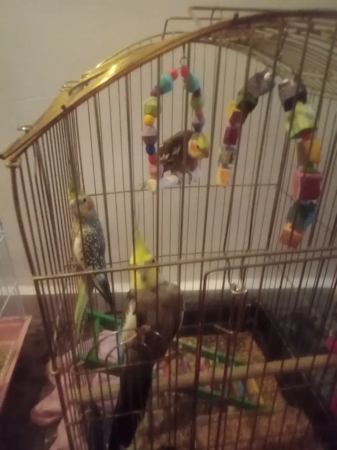 طوطی|پرنده|شوشتر, |دیوار