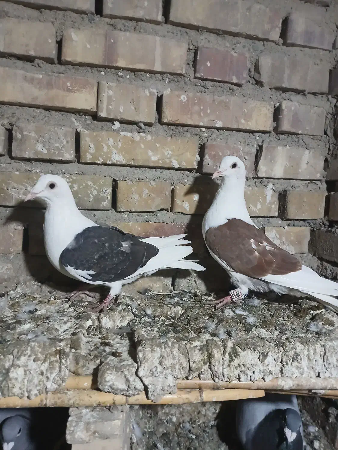 سه تا کبوترناجلد|پرنده|گنبد کاووس, |دیوار