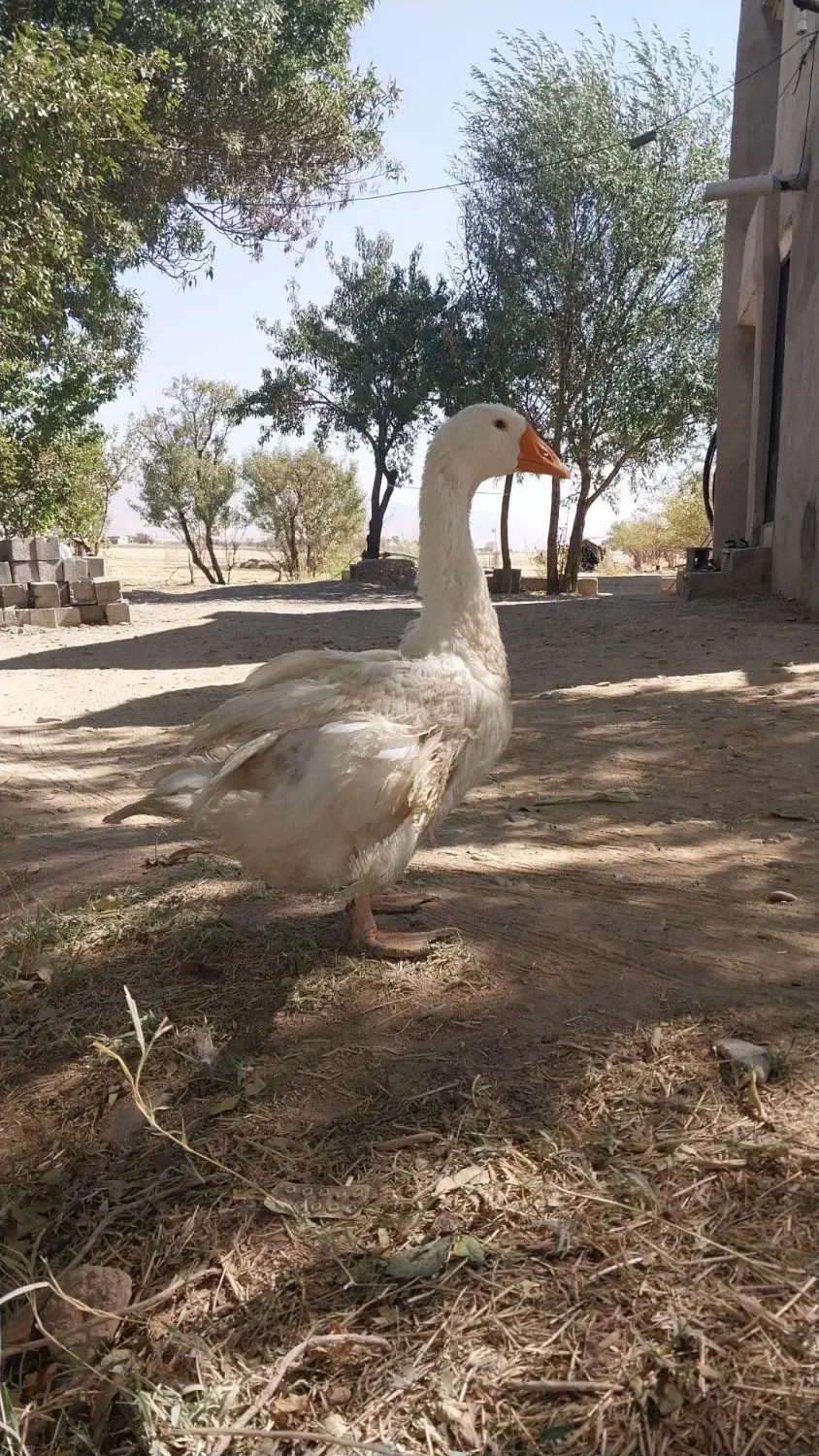 غاز ۵ ماهه|حیوانات مزرعه|خمین, |دیوار