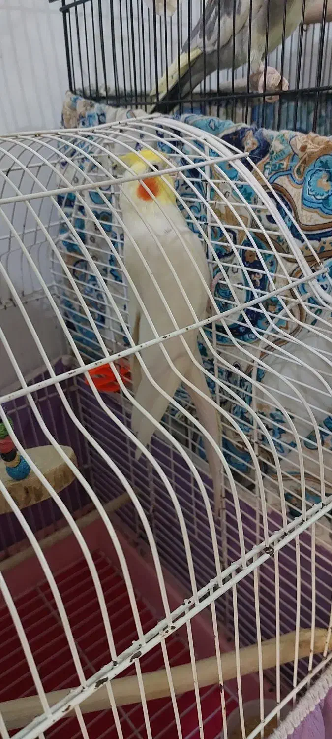 حیوان|پرنده|رشت, حومه رشت|دیوار