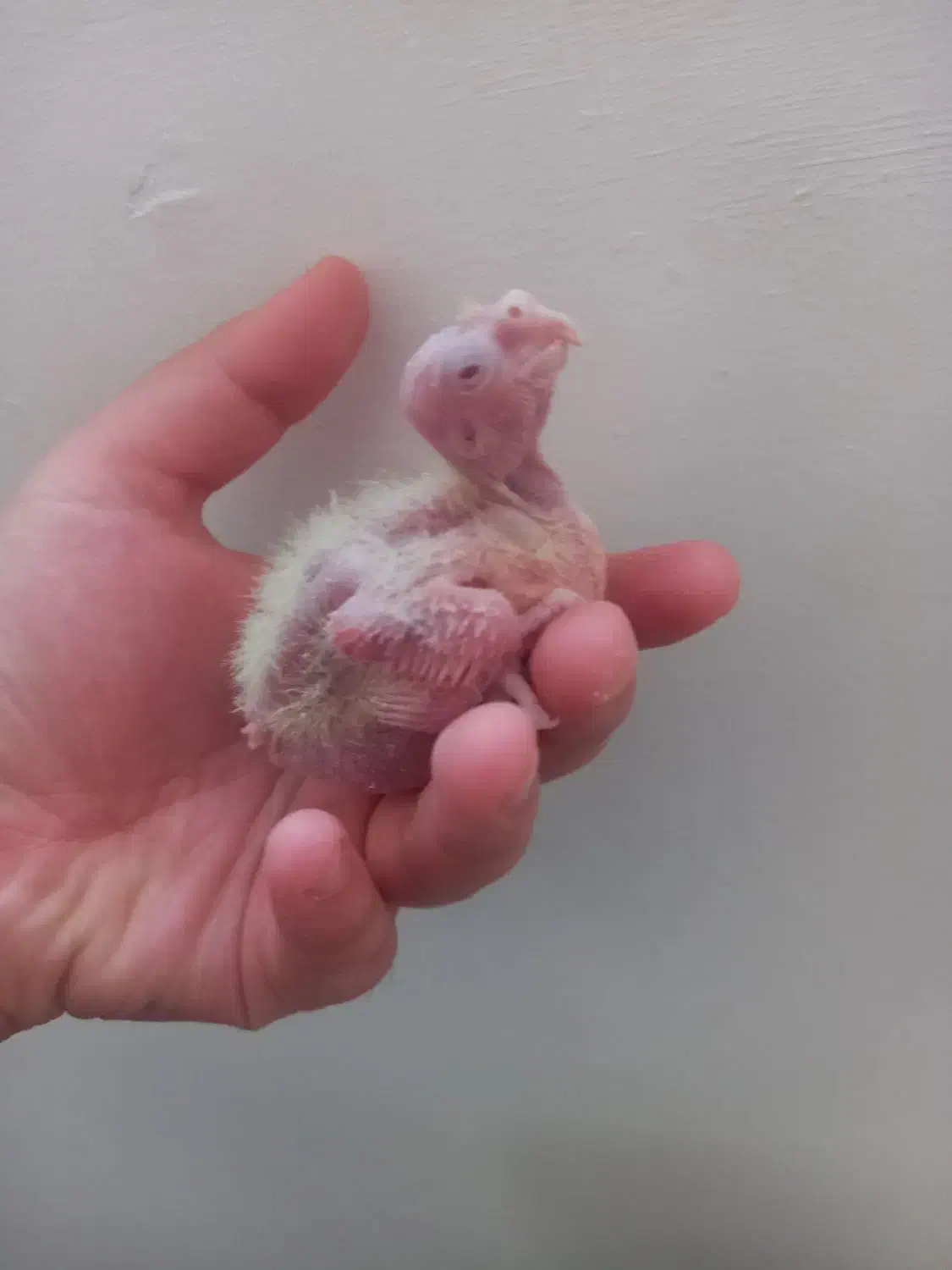 ۵عدد جوجه سرلاکی عروس هلندی ۲۵ روزه و ۱۵ روزه|پرنده|مرودشت, فیروزی|دیوار