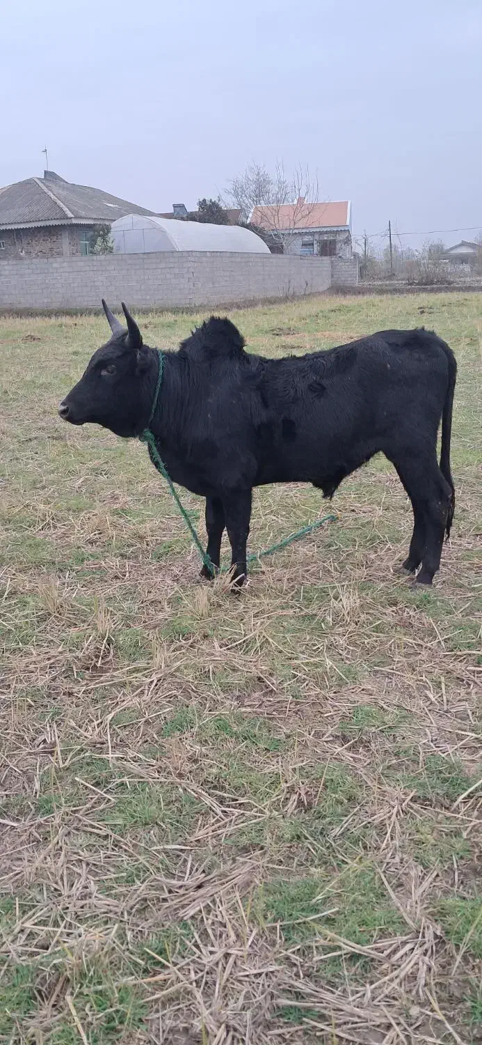 گاو ورزا کوله لیشه چالوسی|حیوانات مزرعه|سنگر, |دیوار