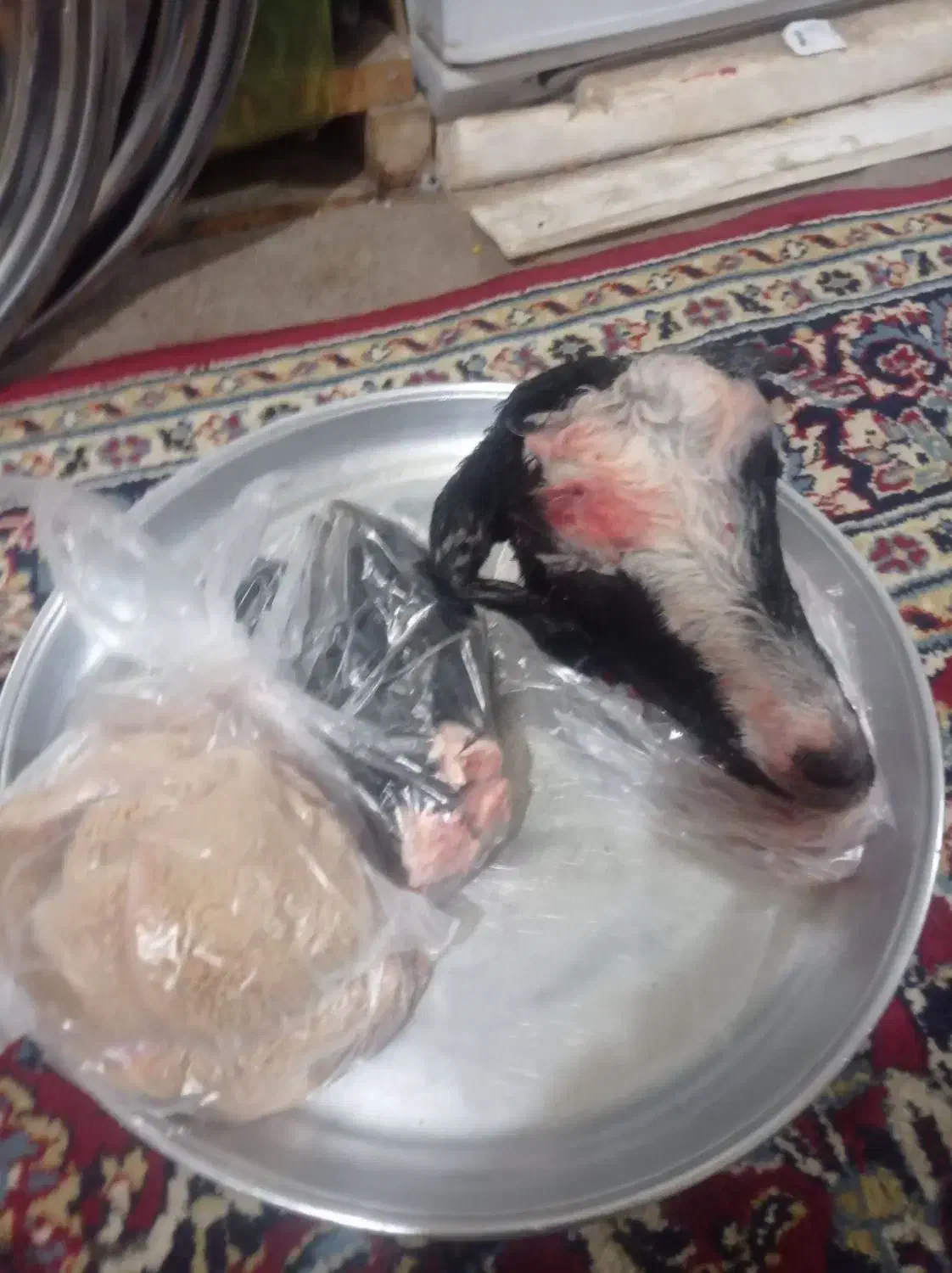 کله پاچه|خوردنی و آشامیدنی|بندر کنگان, |دیوار