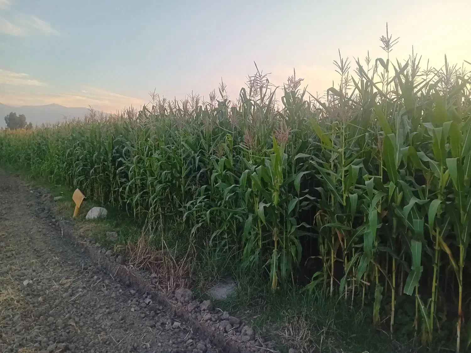 ذرت علوفه ای|عمدهفروشی|سرخنکلاته, |دیوار