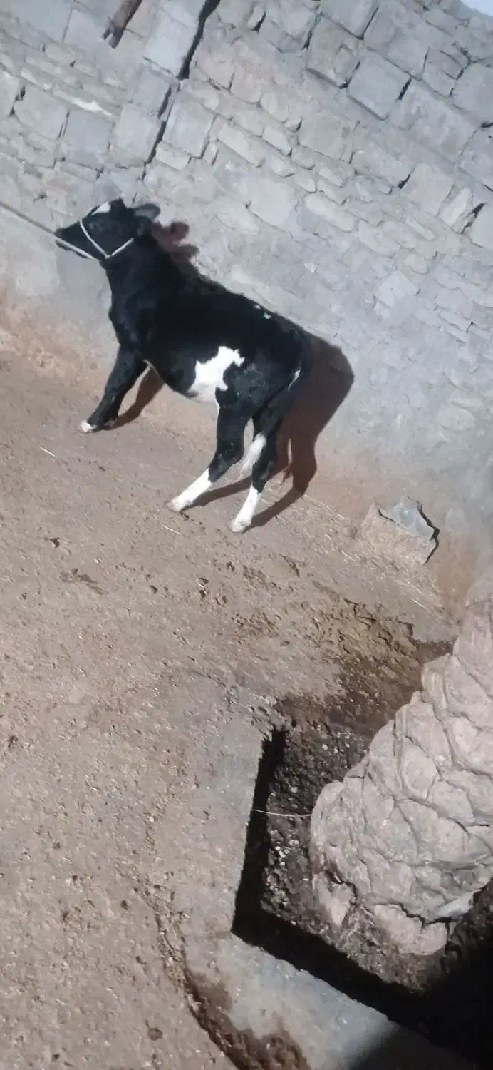 گاو وگوساله|حیوانات مزرعه|بهبهان, |دیوار