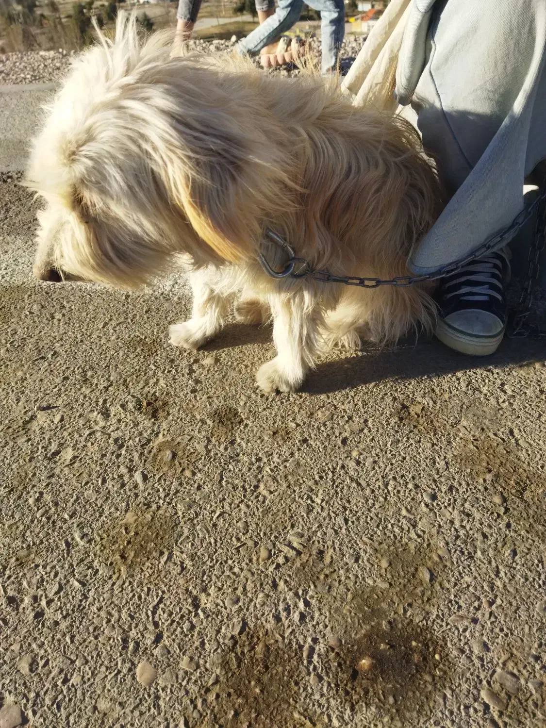 شیتزو|سگ|یاسوج, |دیوار