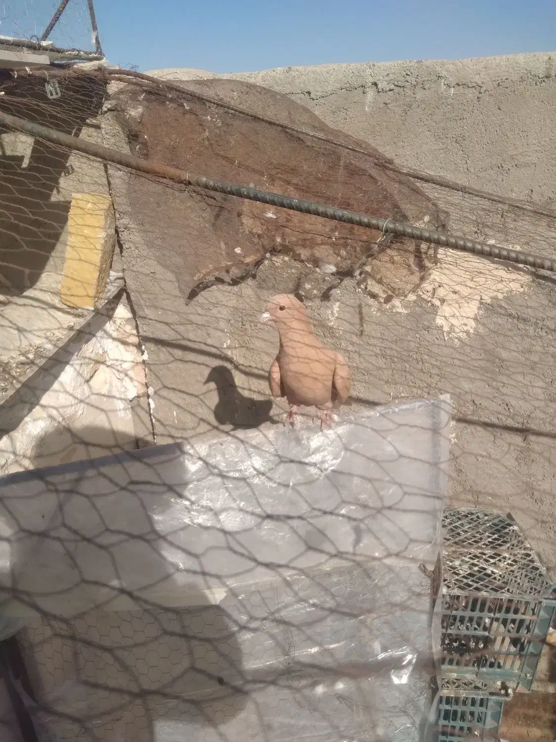 زرد کرمونی|پرنده|تربت‌حیدریه, یحیی آباد|دیوار