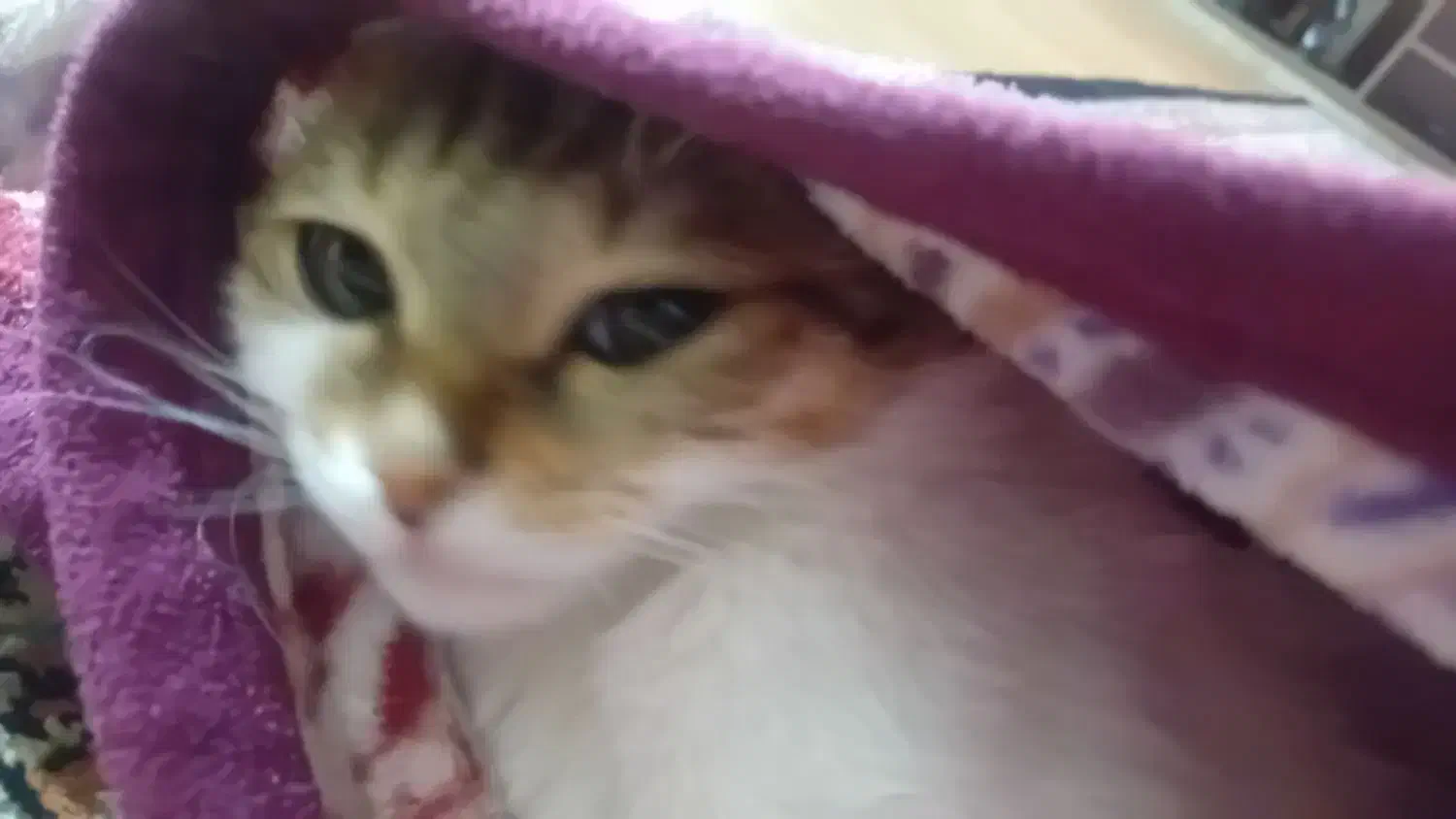 واگذاری رایگان|گربه|ارومیه, |دیوار