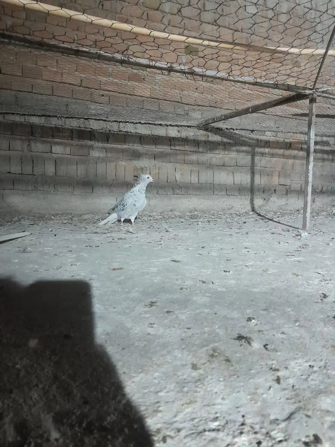 یه سرور دم سفید آس ماده و دو عدد آلمانی|پرنده|گنبد کاووس, |دیوار