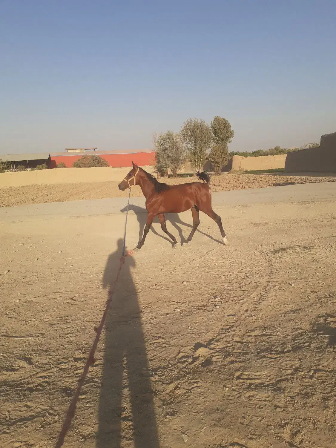 کره الماس انسیاتور|اسب و تجهیزات اسب‌سواری|خمینی‌شهر, |دیوار