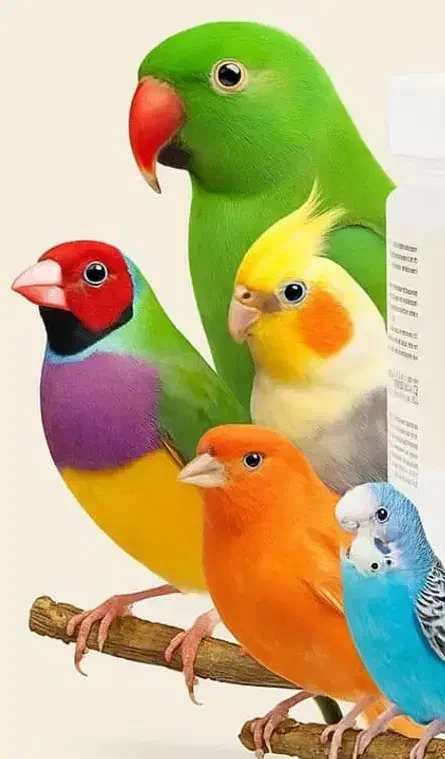 فنج طوطی قناری سره|پرنده|کرج, شهرک بنفشه|دیوار