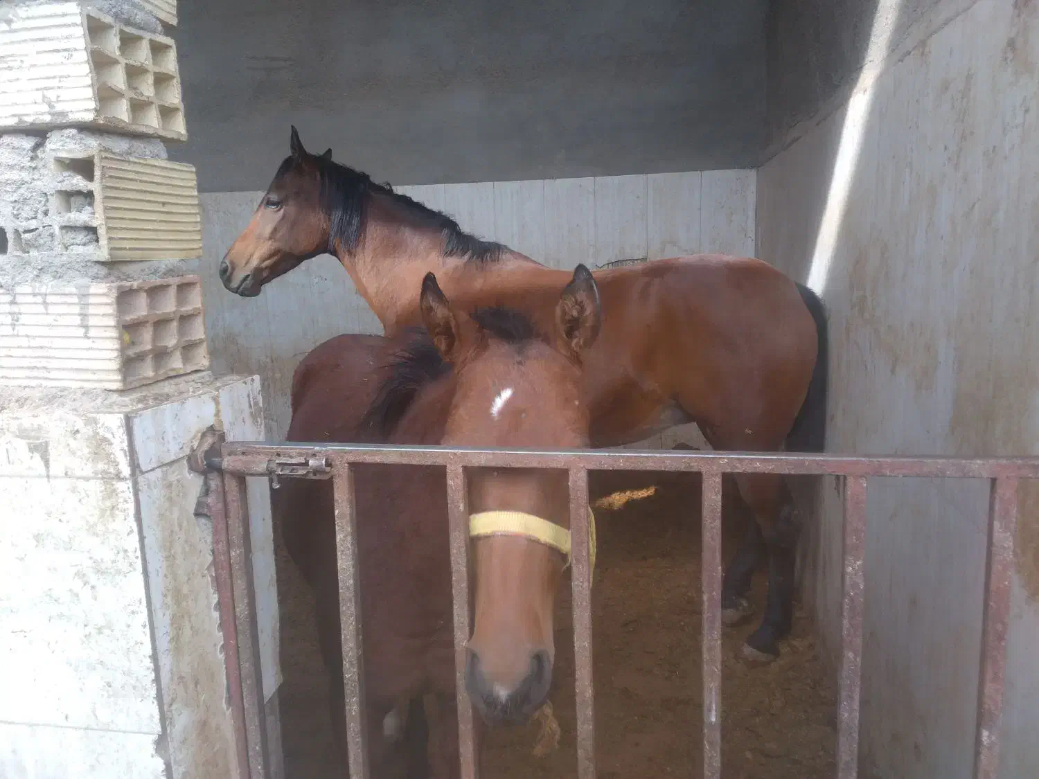 اسب مادیون عرب و کره نریونش|اسب و تجهیزات اسب‌سواری|یزد, |دیوار