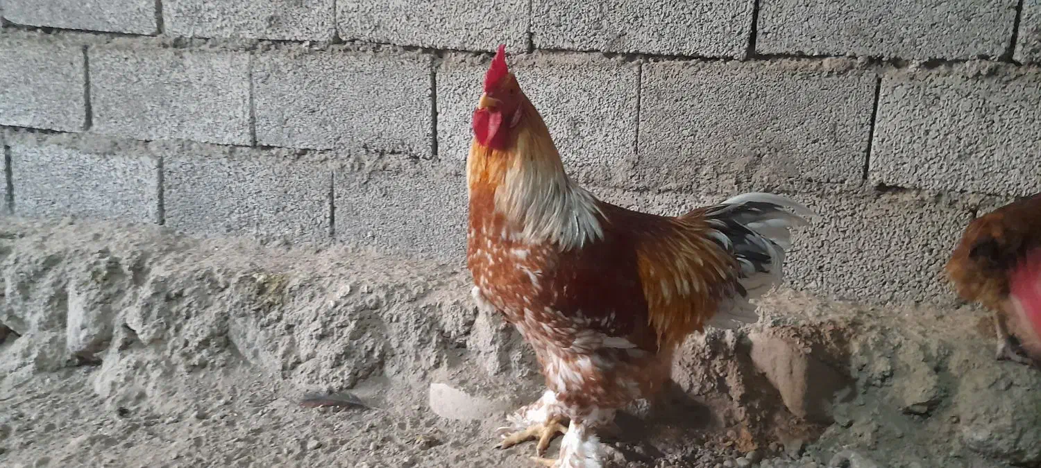 برهما|حیوانات مزرعه|مشگین شهر, |دیوار