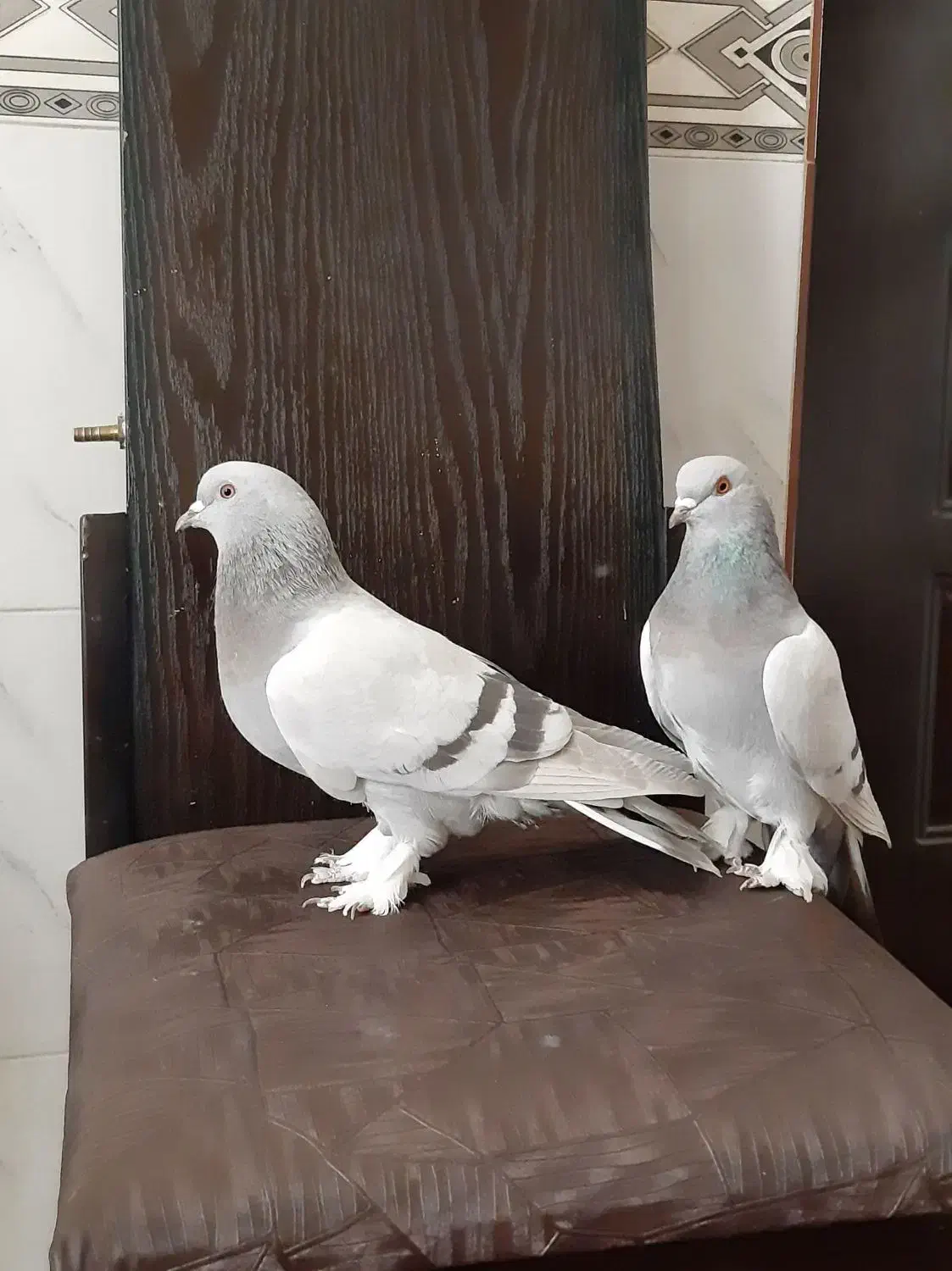 فروش تعدادی ماده خوب|پرنده|شیراز, آزادی|دیوار