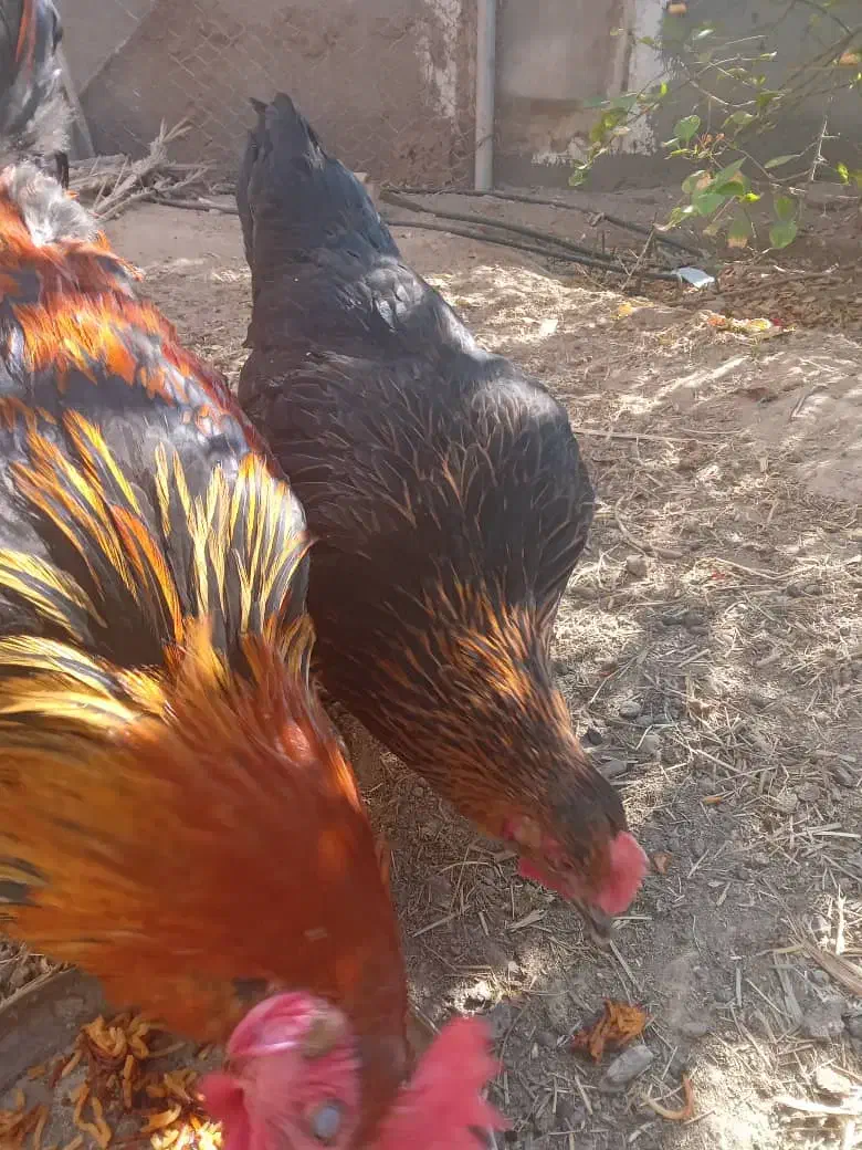 مرغ و خروس محلی|حیوانات مزرعه|قلعه گنج, |دیوار