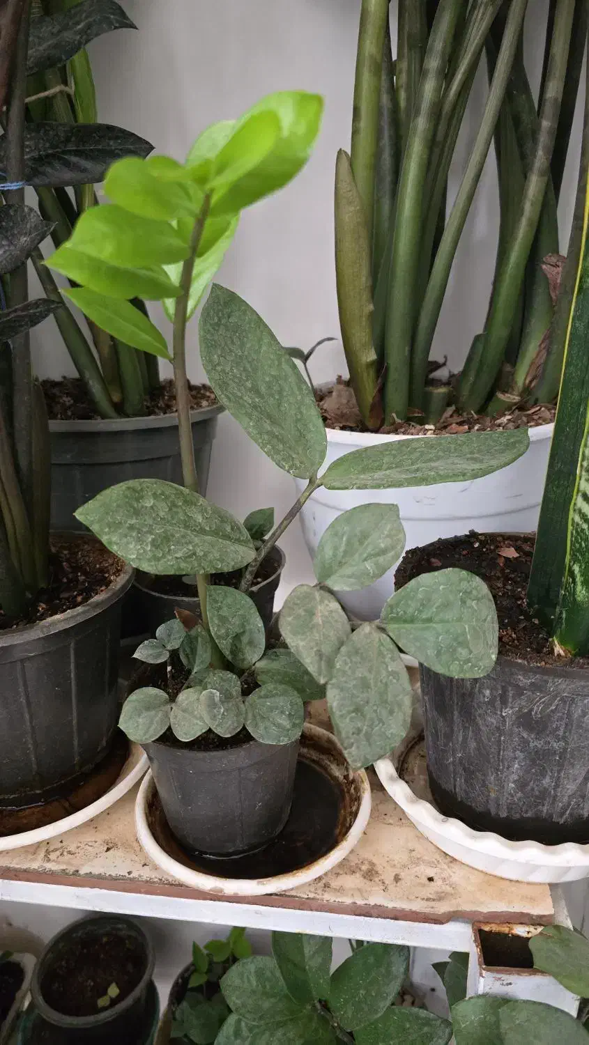 گل زاموفیلیا|گل و گیاه طبیعی|نیشابور, دارایی|دیوار