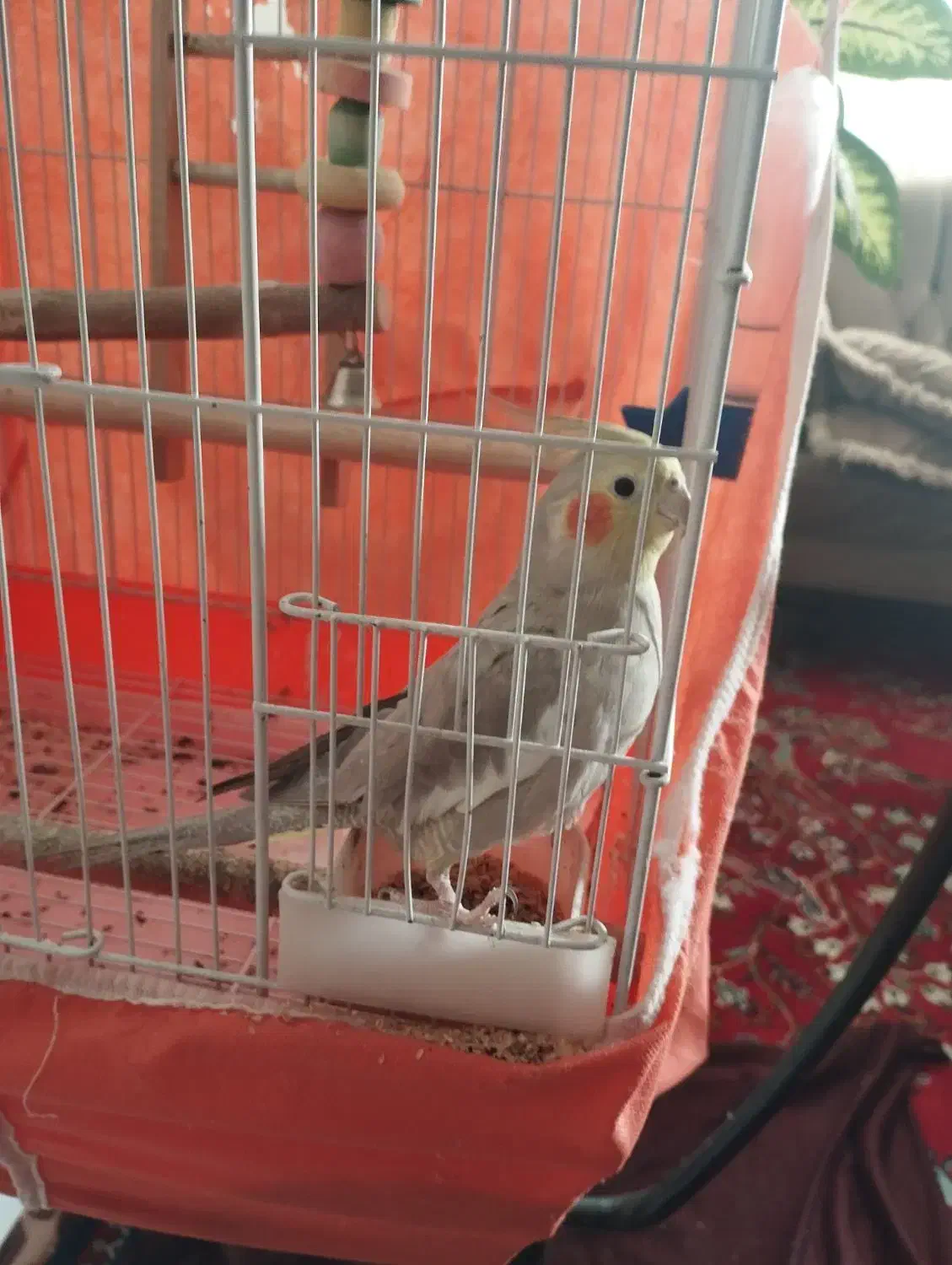 طوطی عروس هلندی|پرنده|اقبالیه, |دیوار