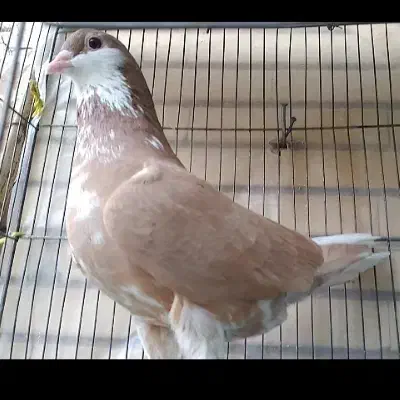 کبوتر نروماده خوشرنگ چپ افشون دم سفید|پرنده|لنجان, |دیوار