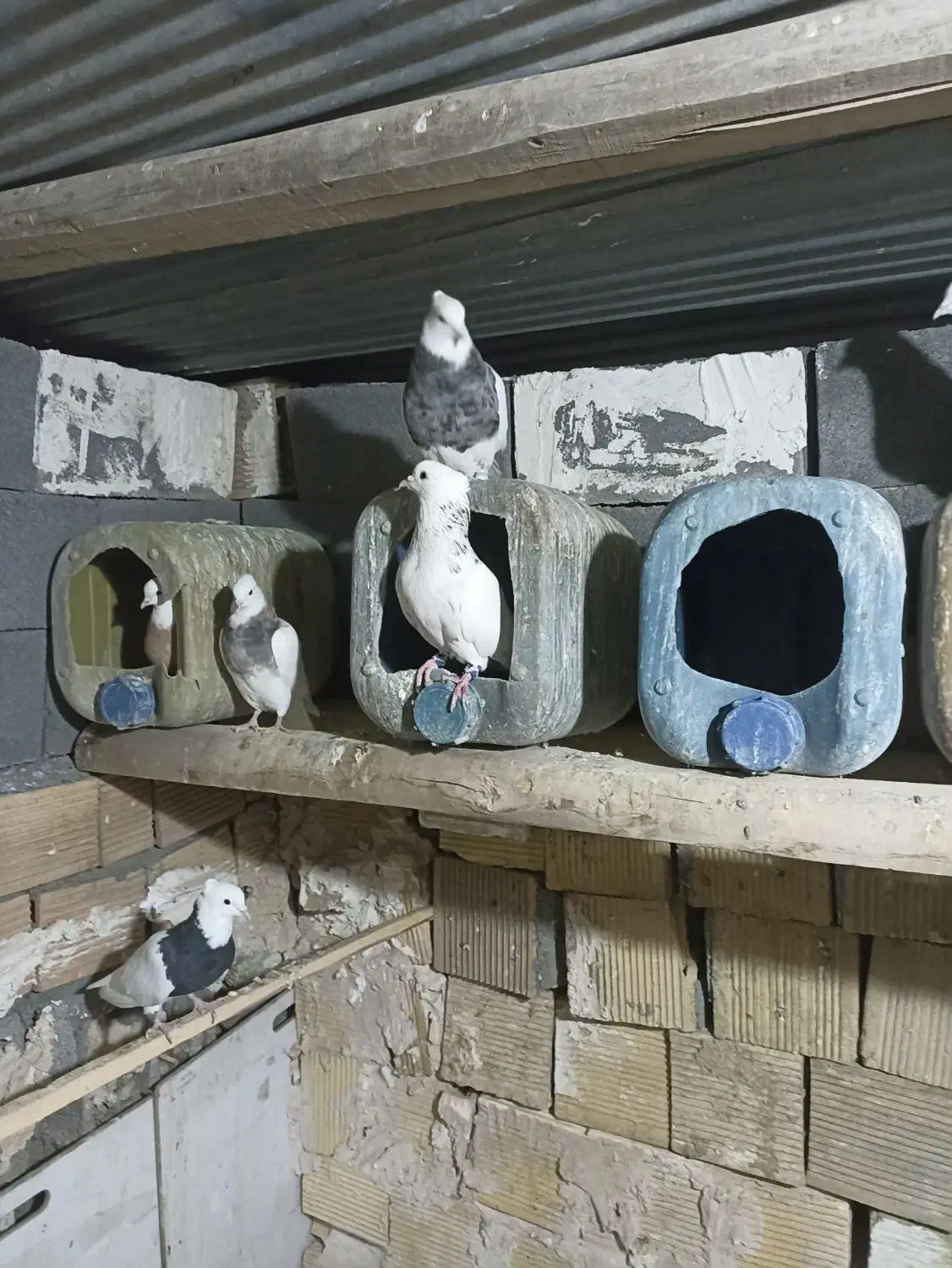 ۱۳ عدد کبوتر طوقی پاک|پرنده|کرمانشاه, |دیوار