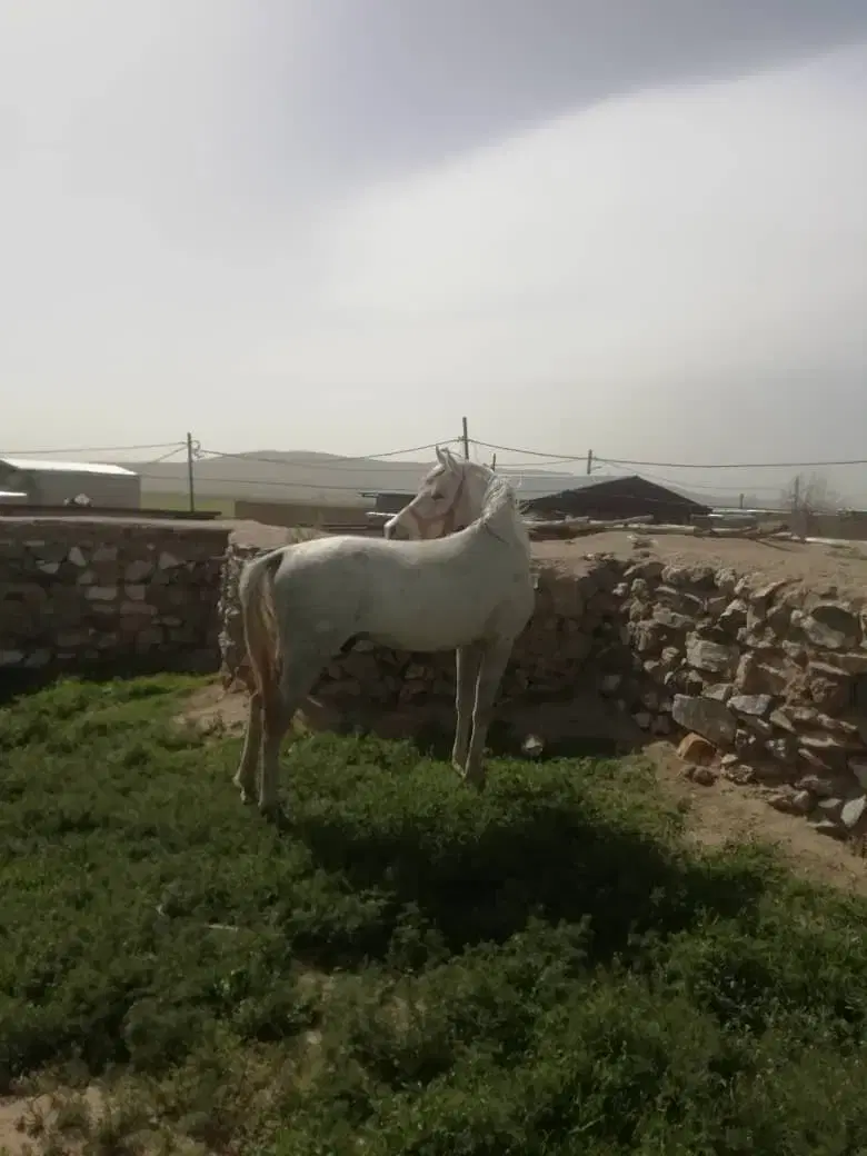 اسب|اسب و تجهیزات اسب‌سواری|جاپلق, |دیوار