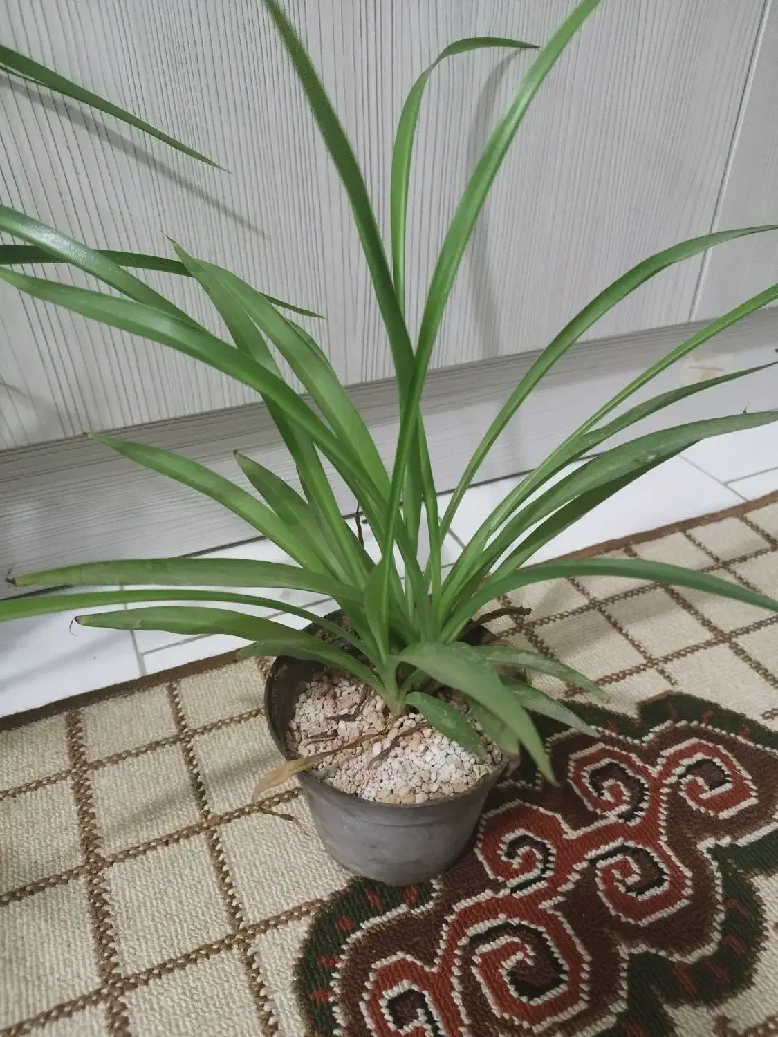 گل گندمی|گل و گیاه طبیعی|مشهد, نوید|دیوار