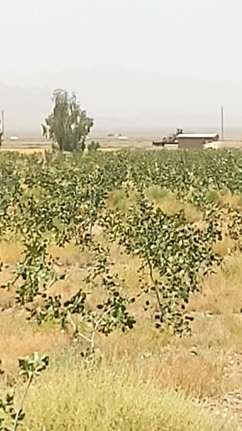 باغ پسته 34هزار متر کاشان|فروش دفتر صنعتی، کشاورزی، تجاری|کاشان, مشکات|دیوار