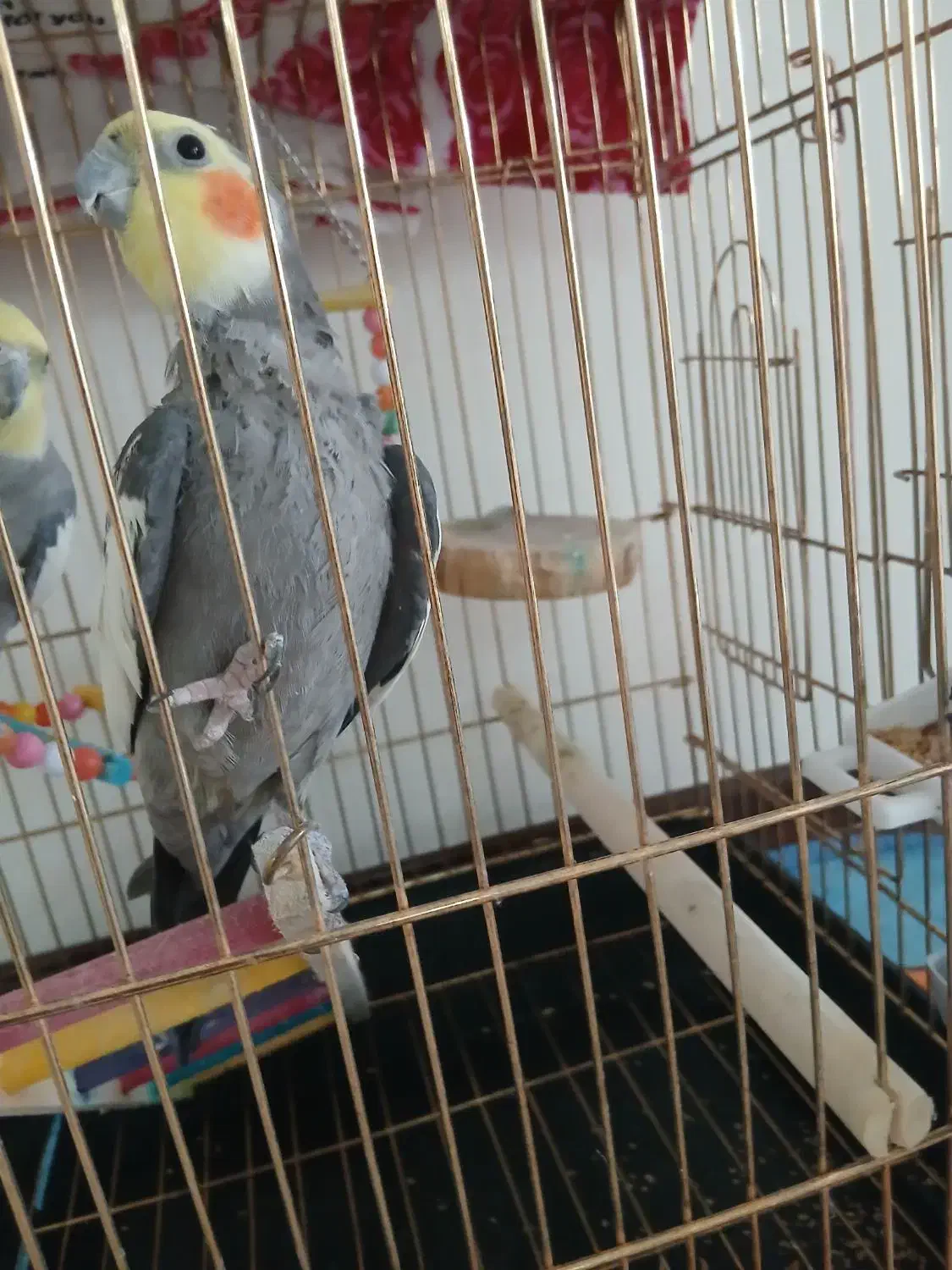 عروس هلندی نر|پرنده|قدس, شهرقدس|دیوار