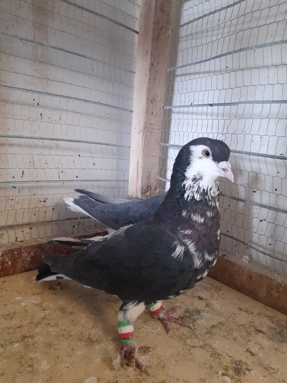 ساده|پرنده|تربت جام, معدآباد|دیوار