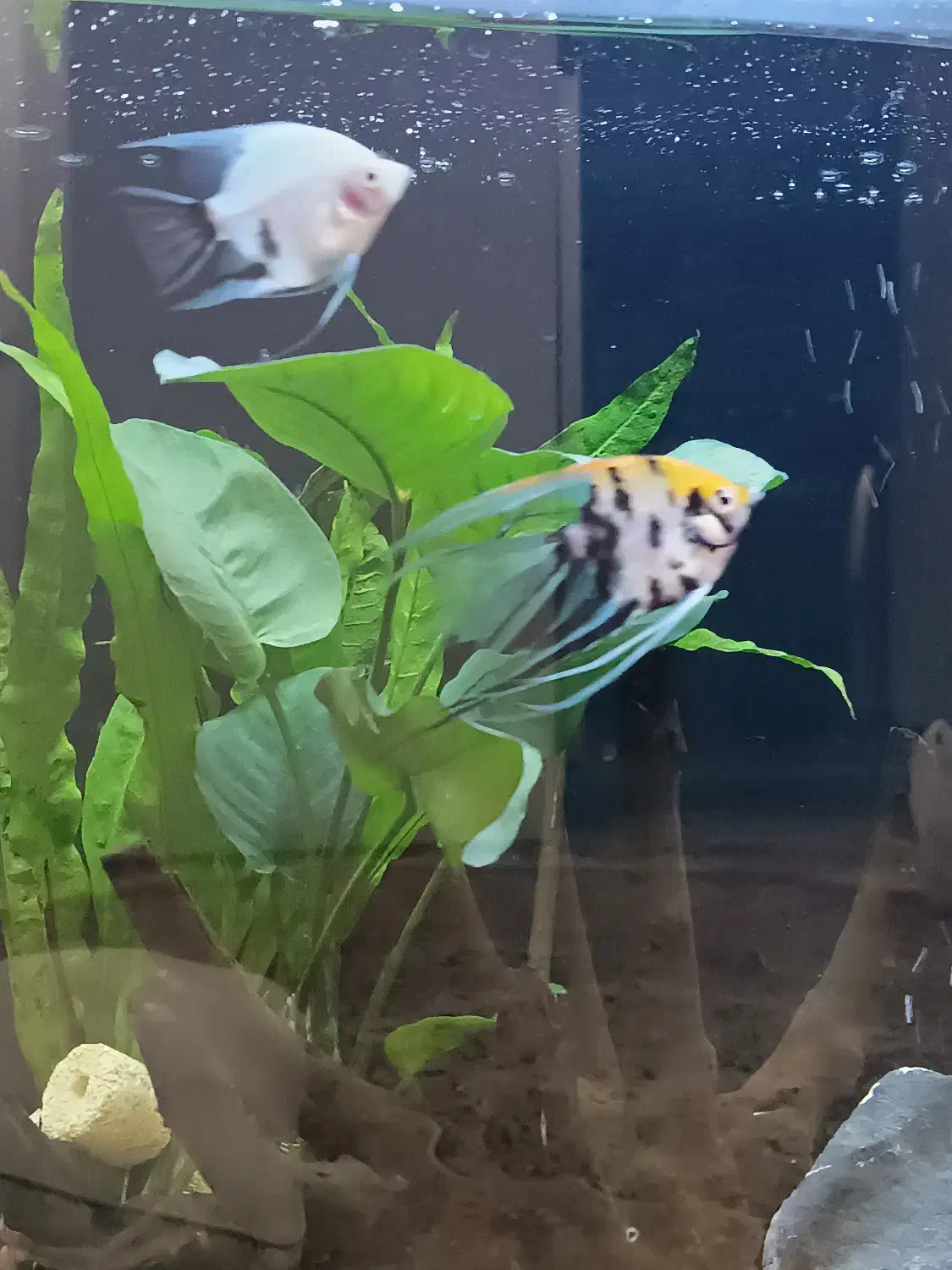 فروش سه عدد آنجل سالم و زیبا|ماهی|یزد, |دیوار