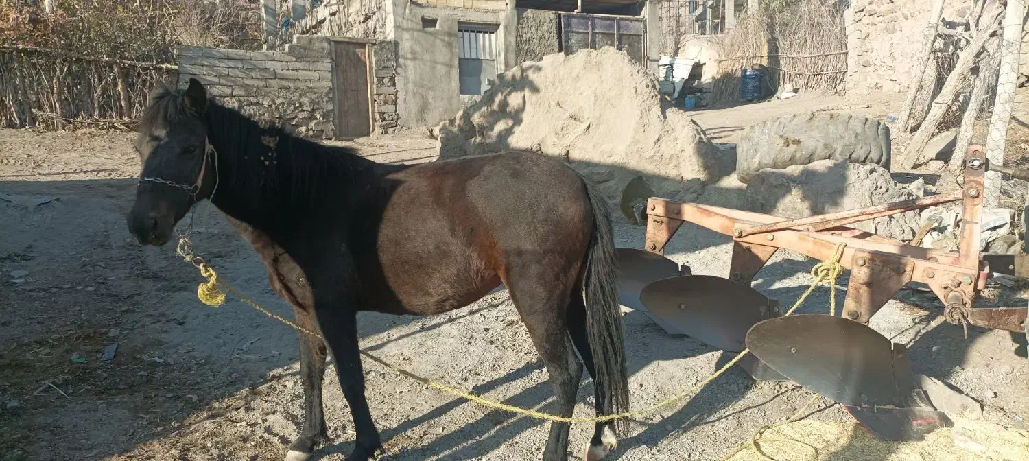 اسب مادیان ۳ساله|اسب و تجهیزات اسبسواری|هشترود, |دیوار