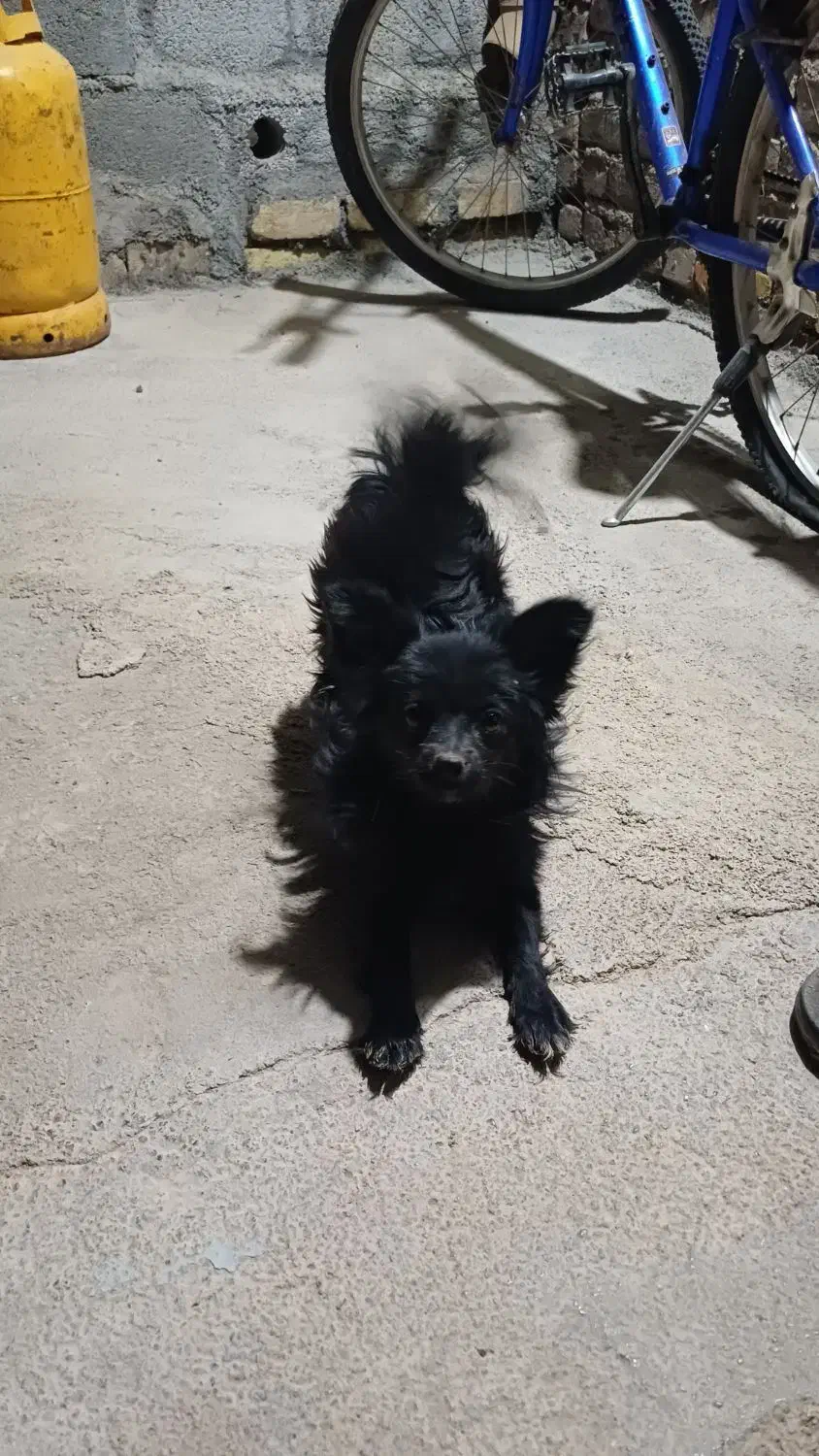 سگ پاپی ماده|سگ|مبارکه, |دیوار