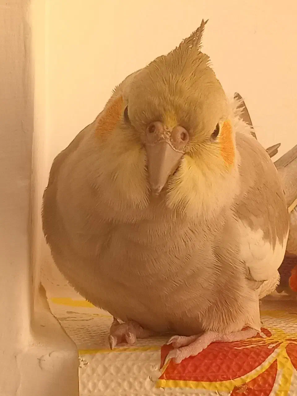 عروس هلندی|پرنده|سنندج, |دیوار