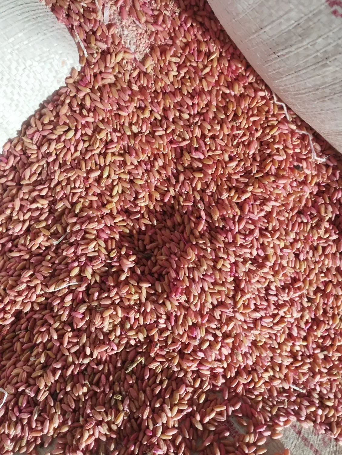 بذرگندم رقم باران|گل و گیاه طبیعی|سیلوانه, |دیوار