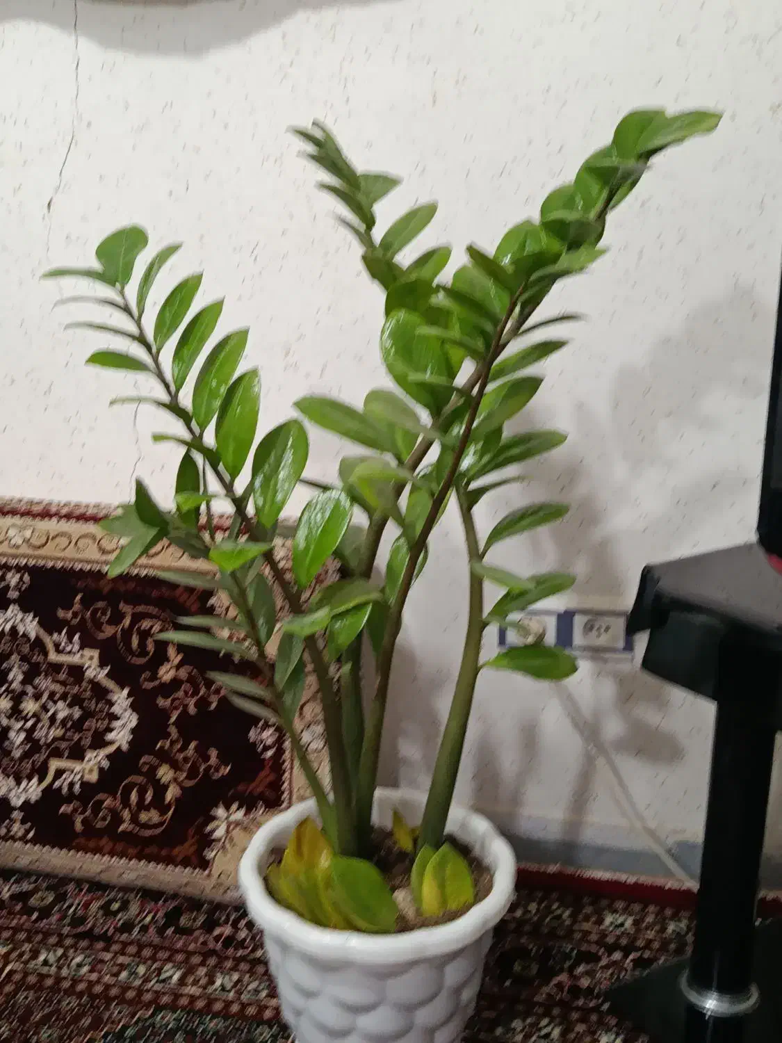 گل زامفولیا|گل و گیاه طبیعی|مریوان, |دیوار