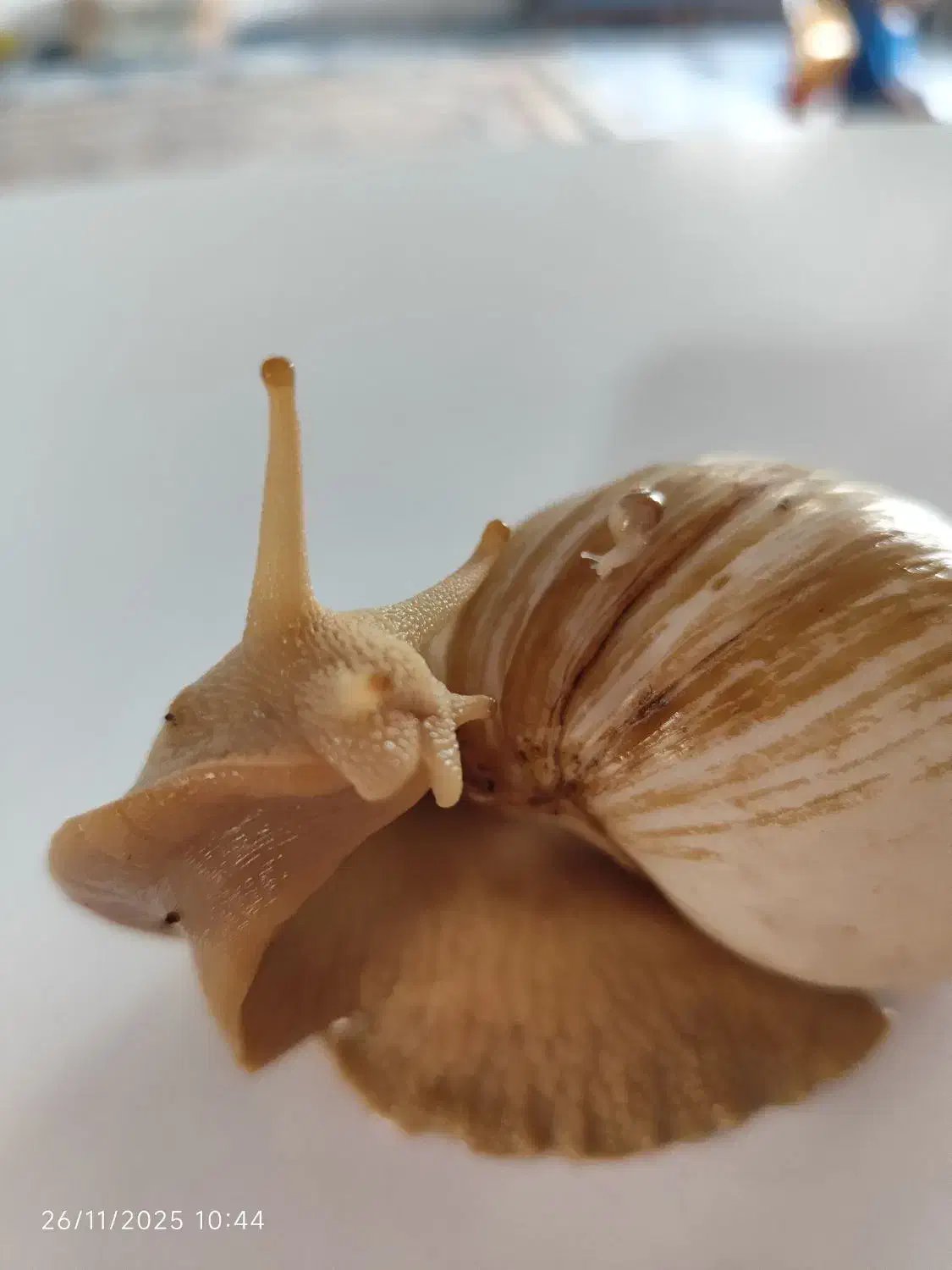 حلزون|خزنده|سنندج, |دیوار