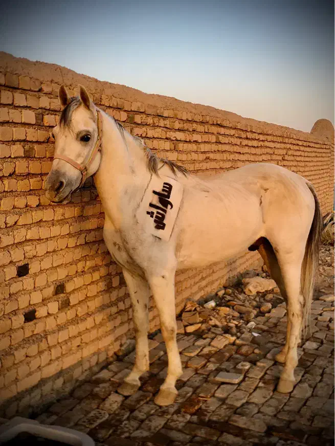 سیلمی نریان عرب|اسب و تجهیزات اسبسواری|نیشابور, باغ نو|دیوار