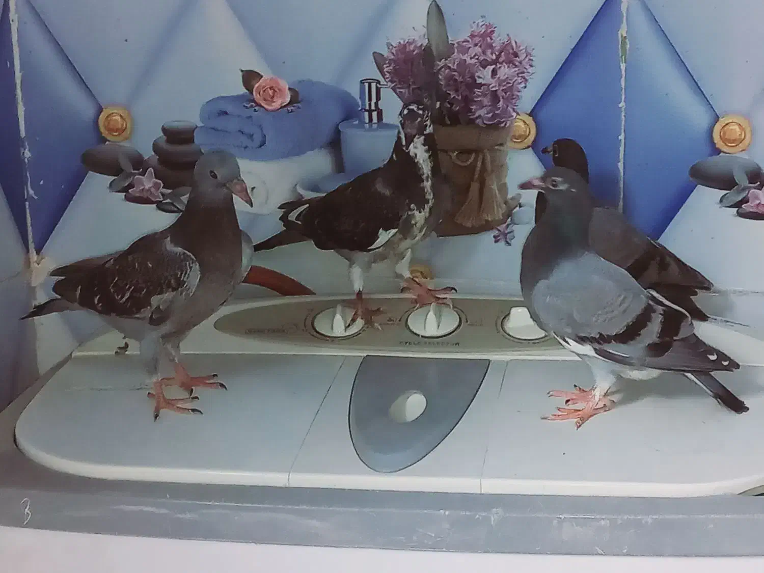 کبوتر|پرنده|باوی, |دیوار