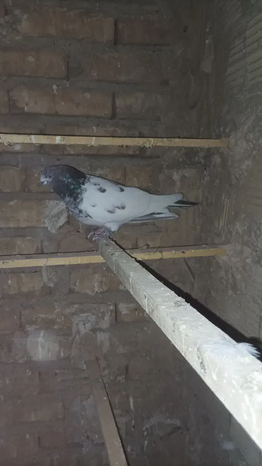 کله دار ماده|پرنده|بهارستان, |دیوار
