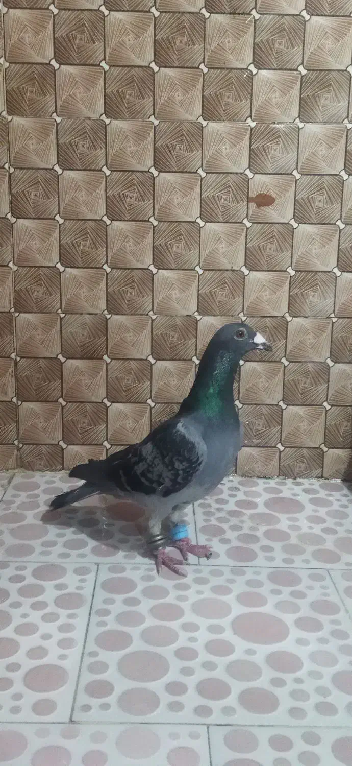 کبوتر غریب گیری|حیوانات|گالیکش, |دیوار