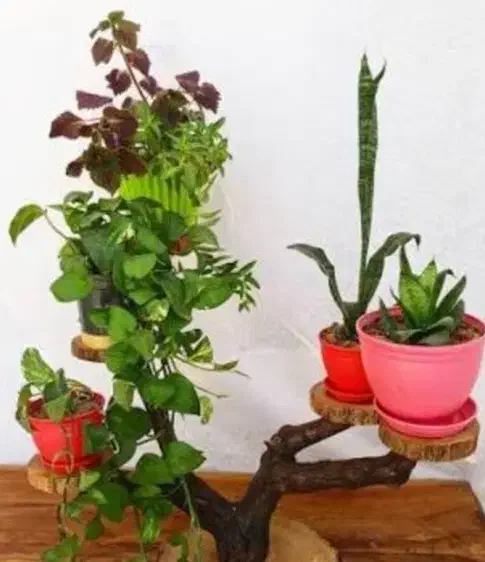 انواع گلدان و استند گلدان|حراج|گنبد کاووس, |دیوار