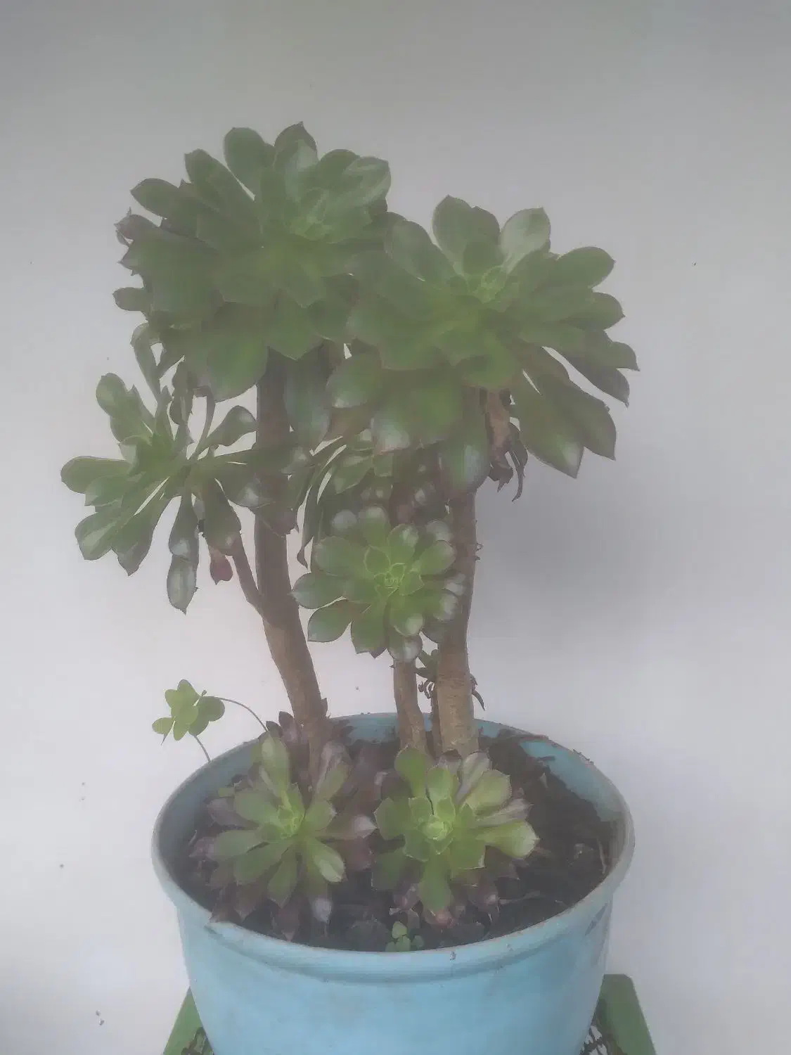 گل و گیاه طبیعی|گل و گیاه طبیعی|سلمانشهر, |دیوار