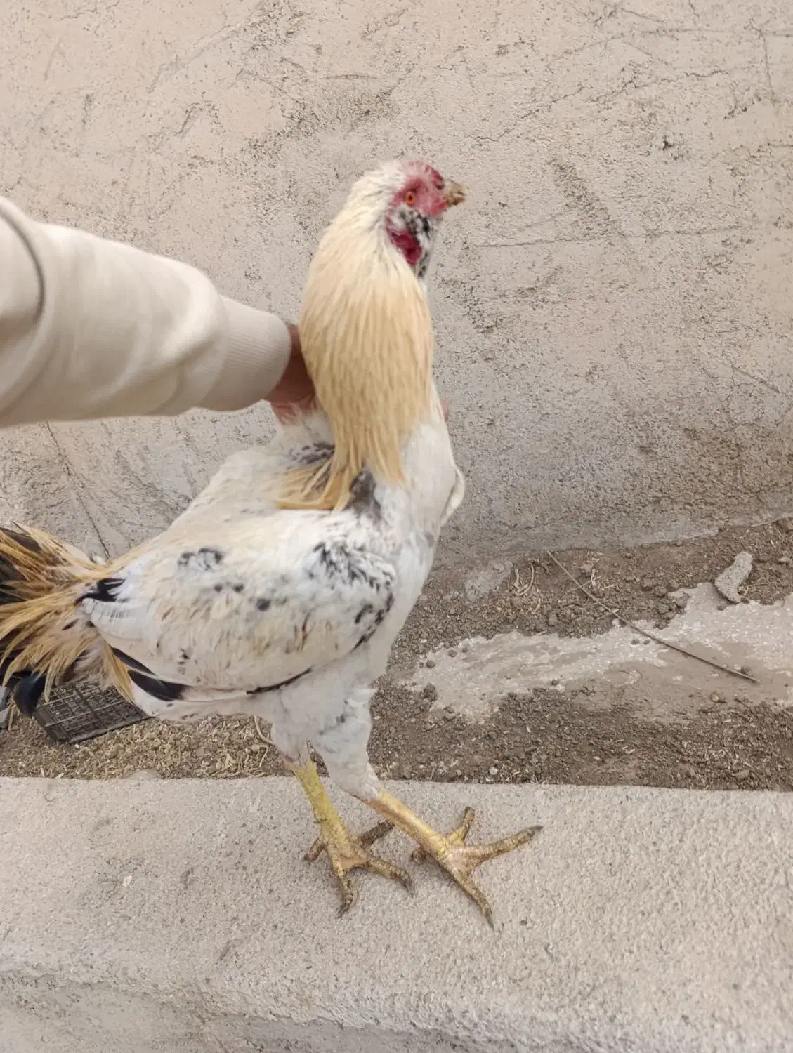 خروس لاری،مرغ،خروس،جوجه|حیوانات مزرعه|شهریار, شهرک امیریه|دیوار