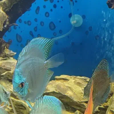 دیسکس جفت،مولد|ماهی|اسلام‌شهر, شهرک قائمیه|دیوار