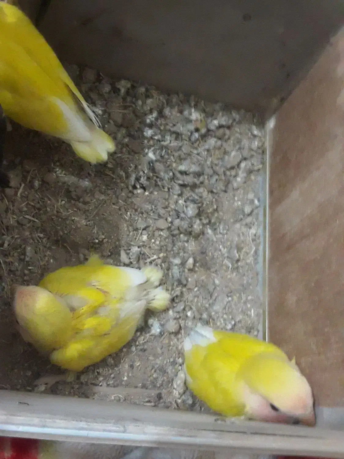 طوطی برزیلی|پرنده|دزفول, |دیوار