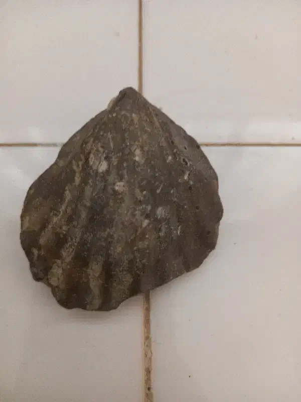 فسیل|کلکسیون اشیاء عتیقه|مشهد, سیس‌آباد|دیوار