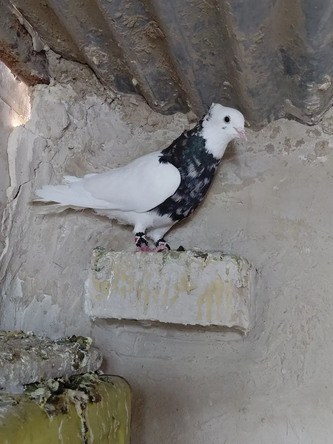 کفتر|پرنده|مرودشت, کوشک|دیوار