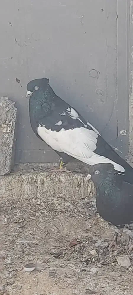 سینه سیا نر|پرنده|زرین دشت (فارس), |دیوار