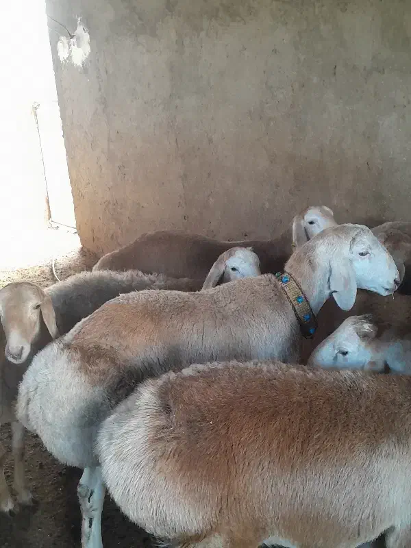 نربره چینی قوچی|حیوانات مزرعه|مینودشت, |دیوار