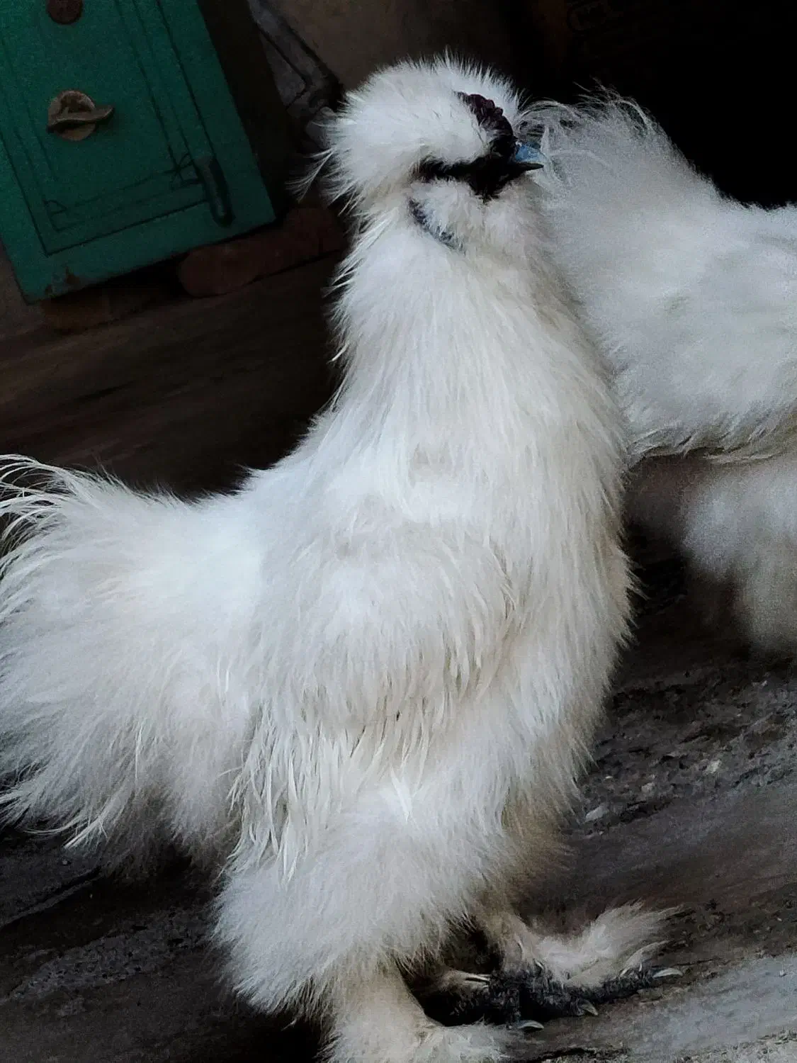 مرغ ترئیناتی|پرنده|تهران, ایرانشهر|دیوار